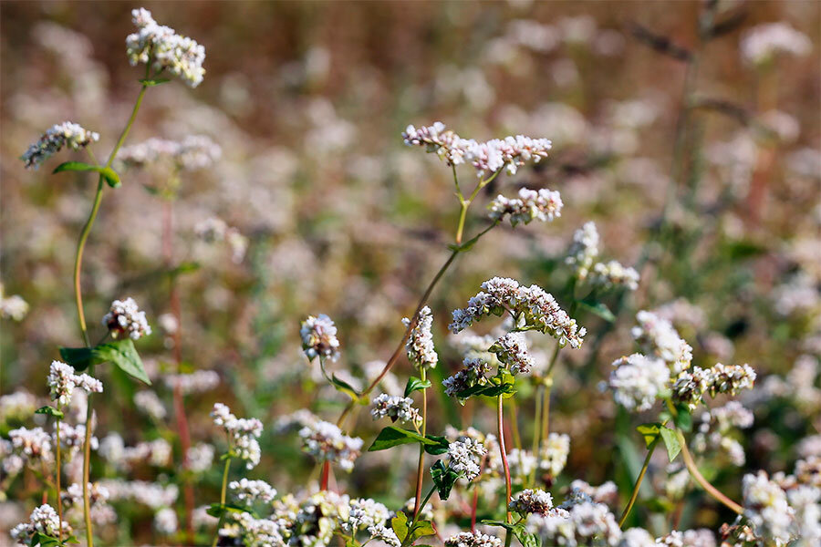 Изображение: mcx.gov.ru