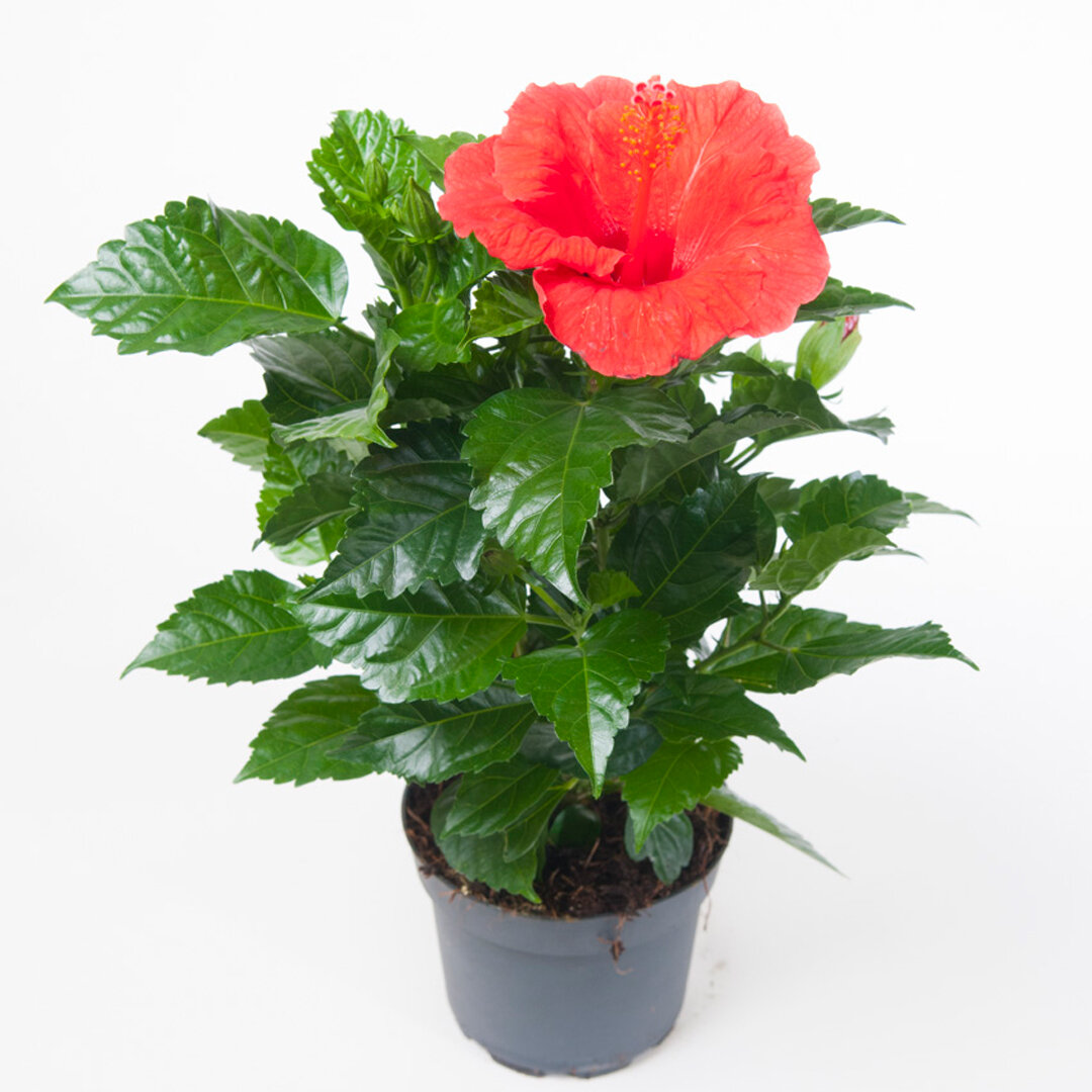 HIBISCUS ROSA-SINENSIS SUNNY BORDEAUX
