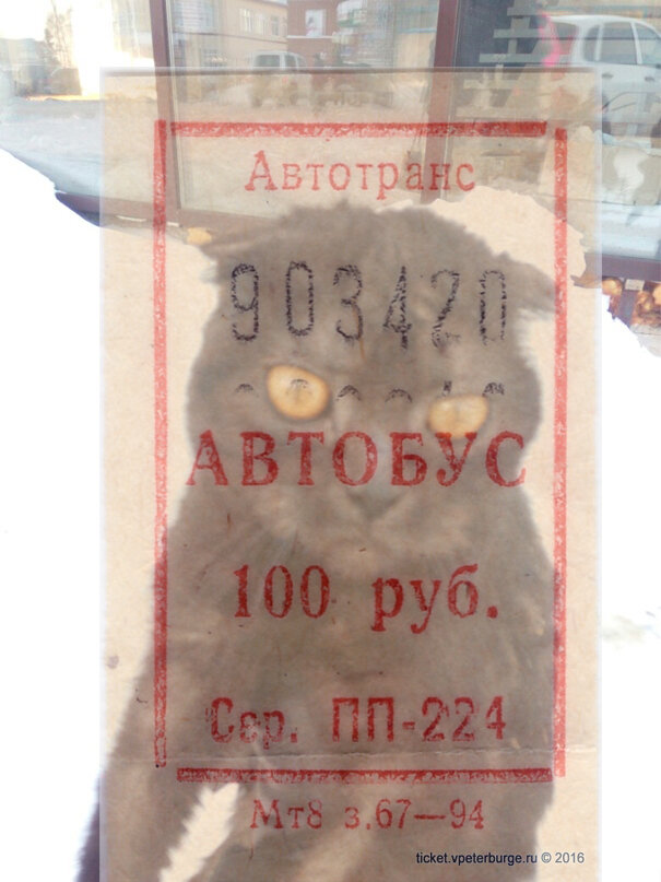 Этот истощенный бездомыш уехал на передержку в Пермь еще в январе. 