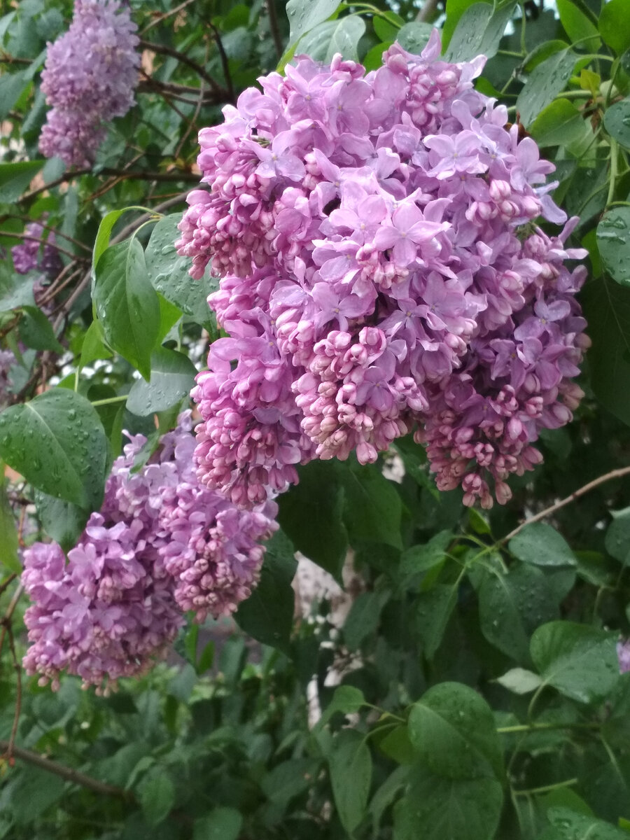 До чего же хороша сирень! Фото автора