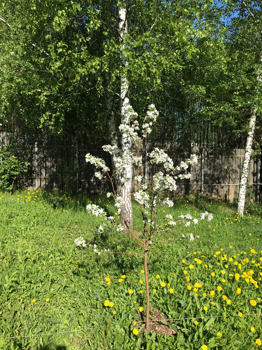 Яблоня Эверест в одуванчиках