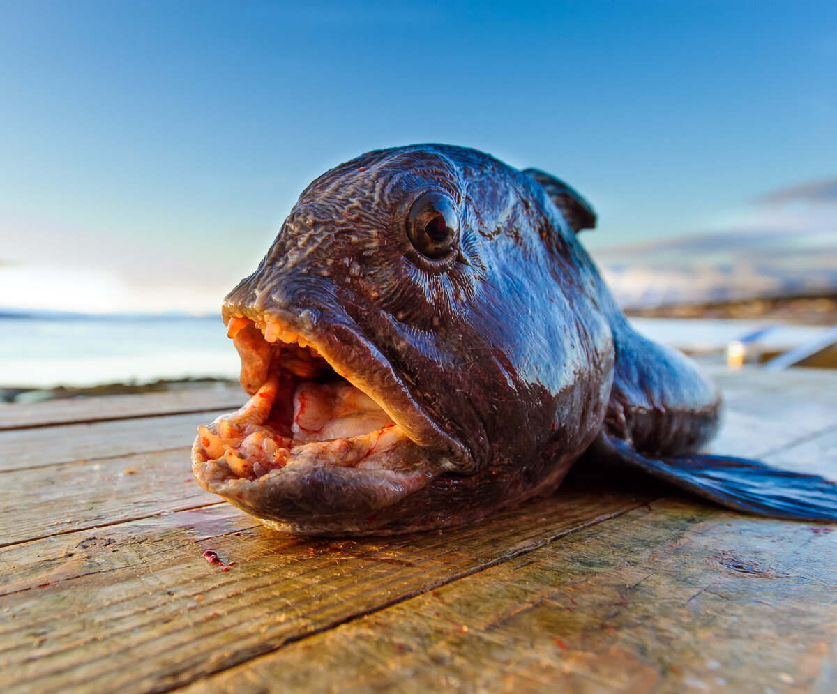 Рыбы норвежского моря