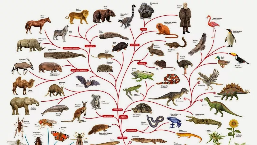 Эволюция видов 1. Эволюционное дерево жизни Чарльза Дарвина. Филогенетическое Древо млекопитающих. Эволюционное Древо Дарвина. Эволюционное Древо млекопитающих.