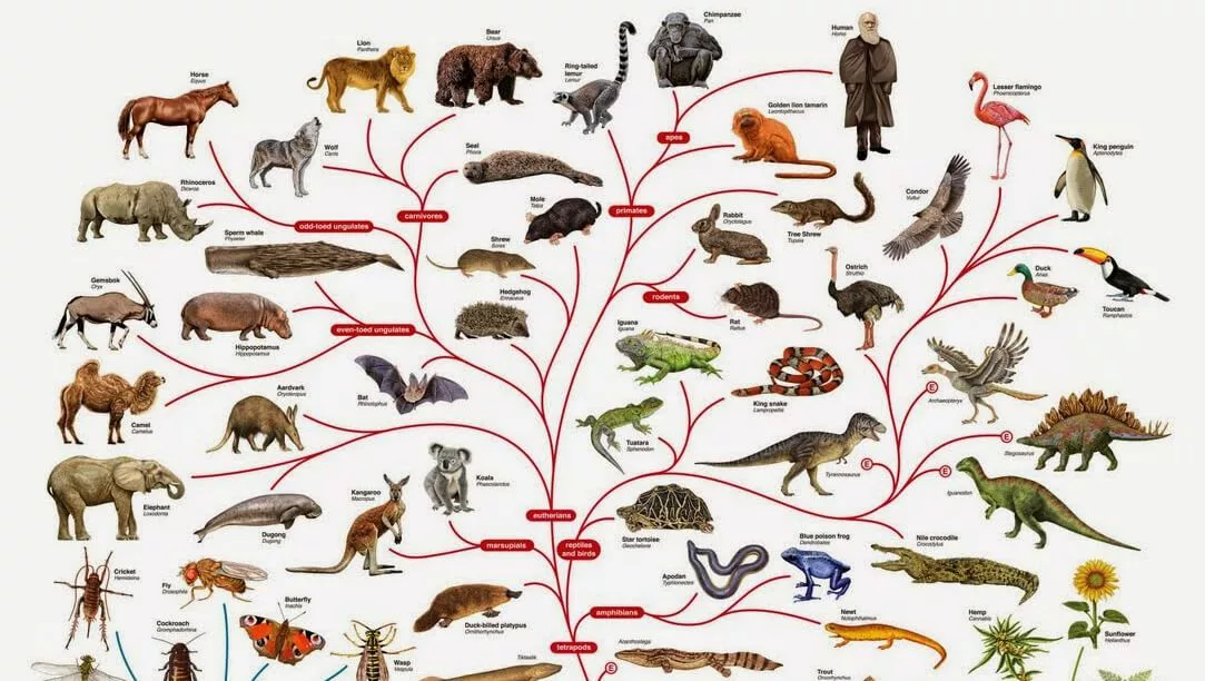 Ход эволюции животные. Эволюционное дерево жизни Чарльза Дарвина. Филогенетическое Древо млекопитающих. Эволюционное Древо Дарвина. Эволюционное Древо млекопитающих.