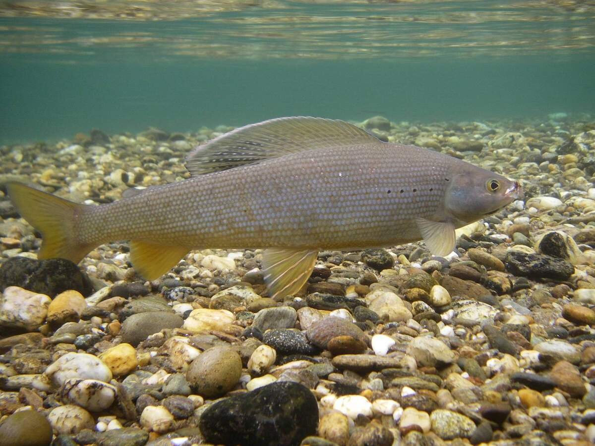 Сибирский хариус - Thymallus arcticus. Хариус Байкальский. Сибирский Байкальский хариус. Белый Байкальский хариус.