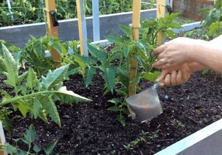 Подкормка томатов сульфатом калия: правила использования в теплице и на открытом грунте