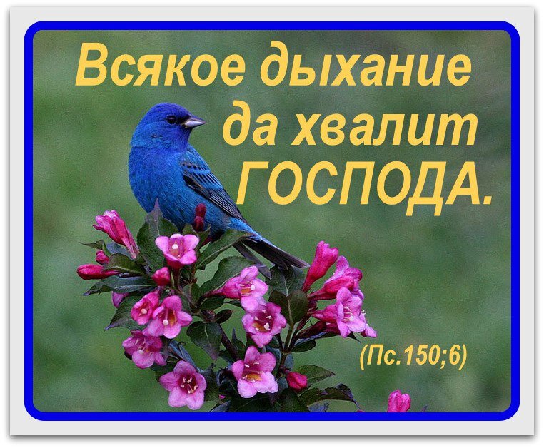 Всякое дыхание да хвалит господа картинки