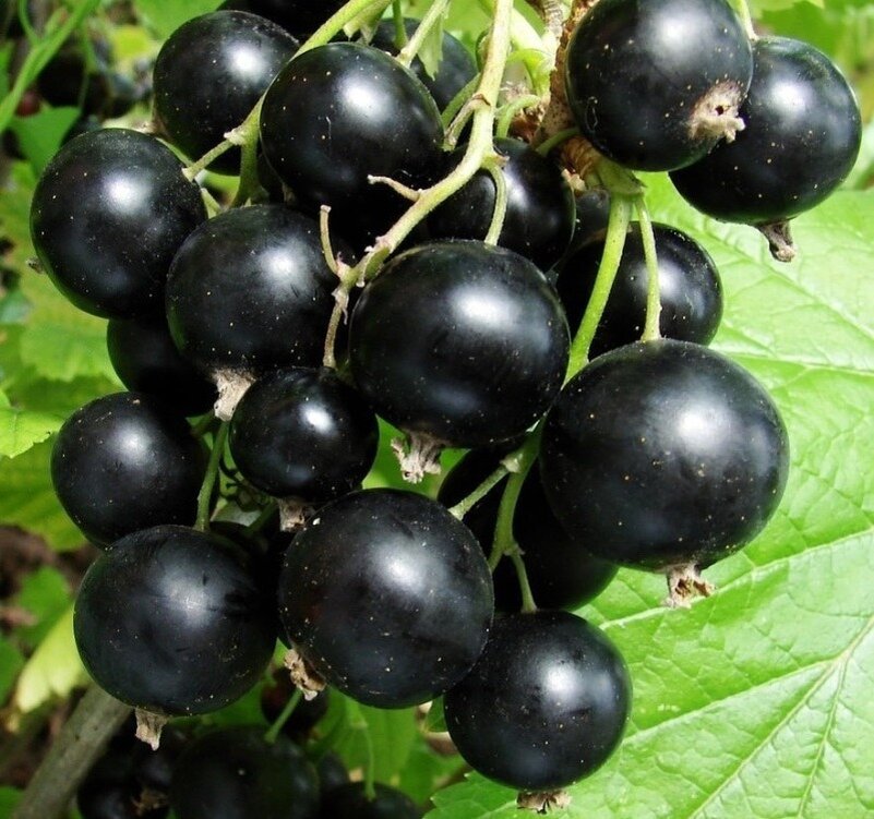 Сорт не отличается скороспелостью, зато размер ягод приятно вас удивит. (Фото используется по стандартной лицензии ©hozvopros.com)