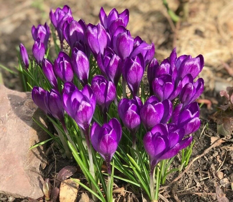 Крокусы относятся к ранним цветам, однако некоторые сорта могут цвести и осенью. (Фото используется по стандартной лицензии ©hozvopros.com)