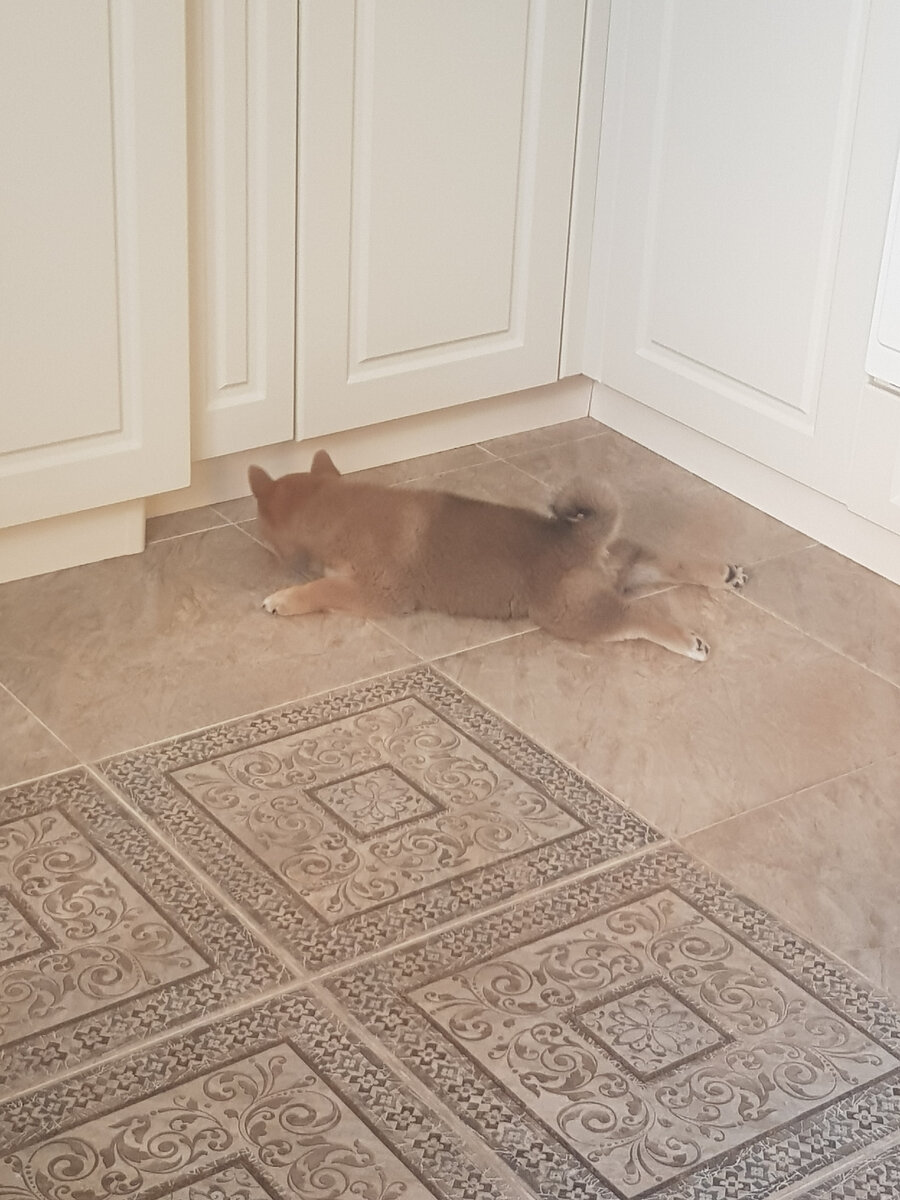 Хоши мелкая. Виден "бублик".