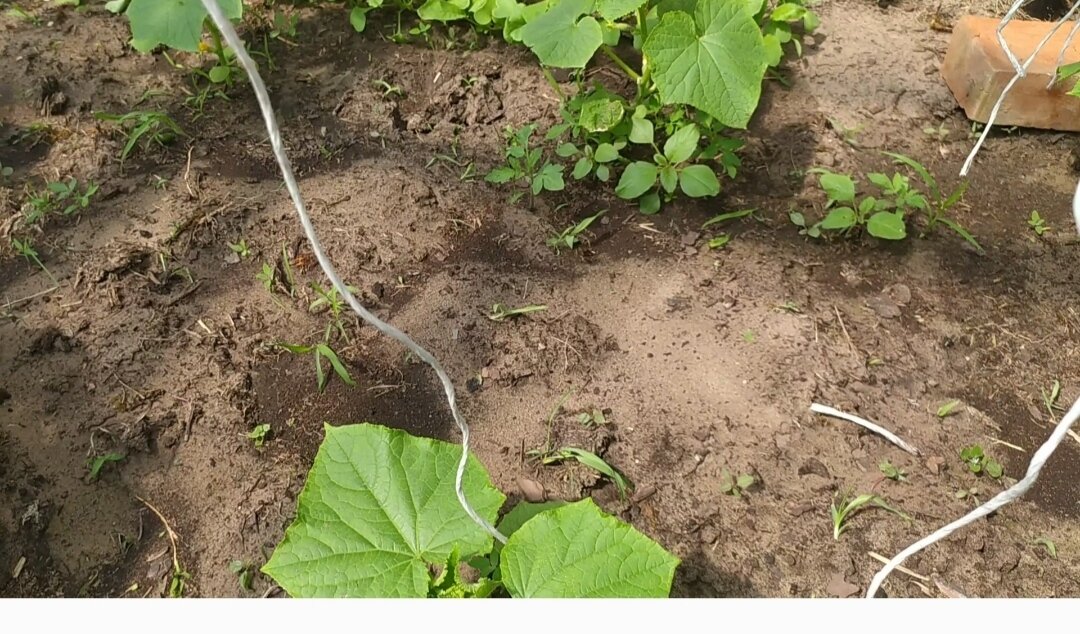 Всходы помидор около кустов огурцов.