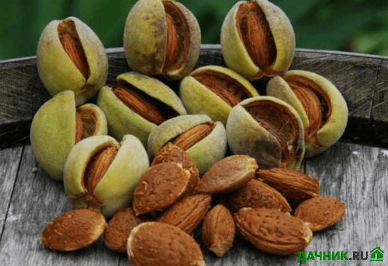 Free Images : nature, fruit, food, mediterranean, produce, nut, coconut, hazelnu