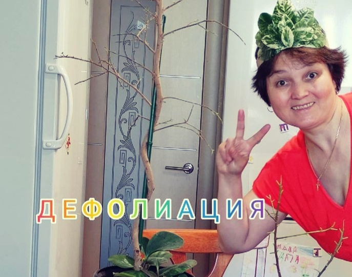 О дефолиации фикусов