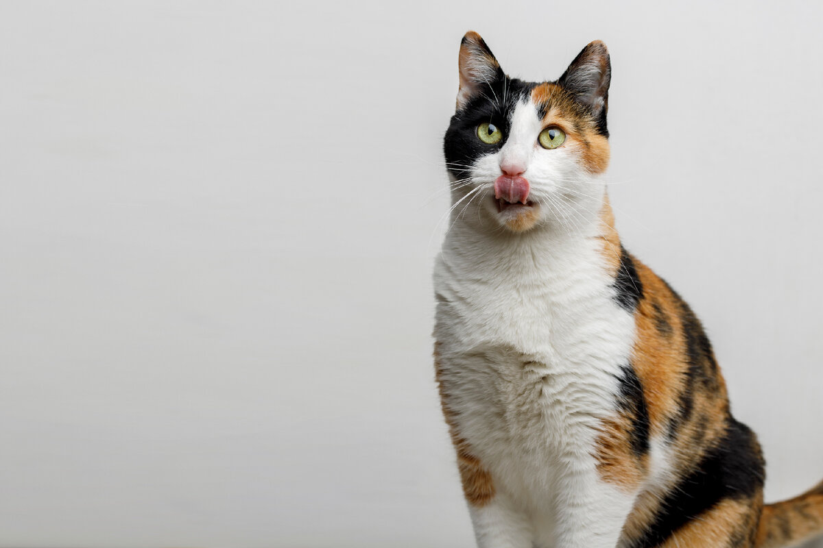 5 ДЕЙСТВИТЕЛЬНО ИНТЕРЕСНЫХ ФАКТОВ О ТРЕХЦВЕТНЫХ КОШКАХ