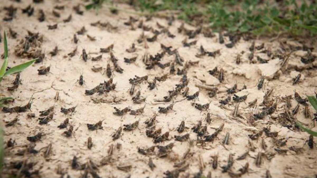 Фото:tainaprirody.ru Платформа PoPS, разработанная в США для прогнозирования распространения вредителей и патогенов, поможет фермерам в сохранении урожая сельскохозяйственных культур.