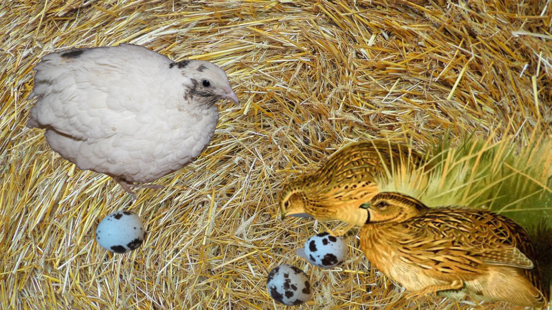 С чего начать?