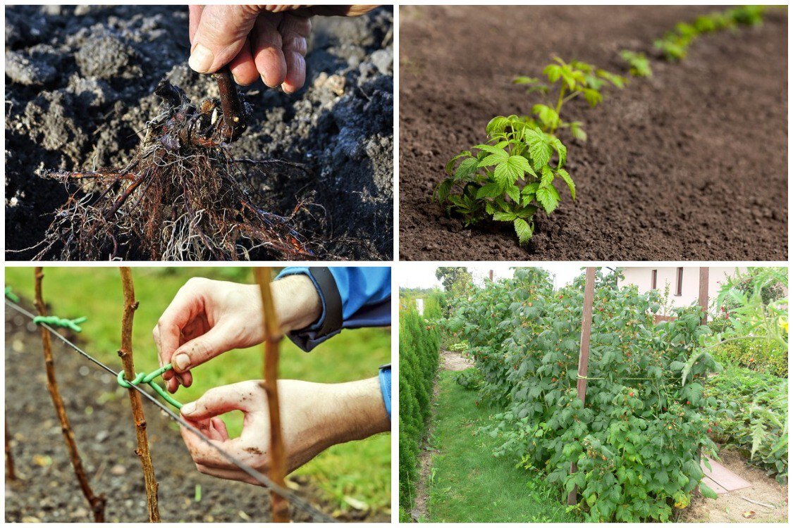 Выращивание и уход за малиной: советы для садоводов
