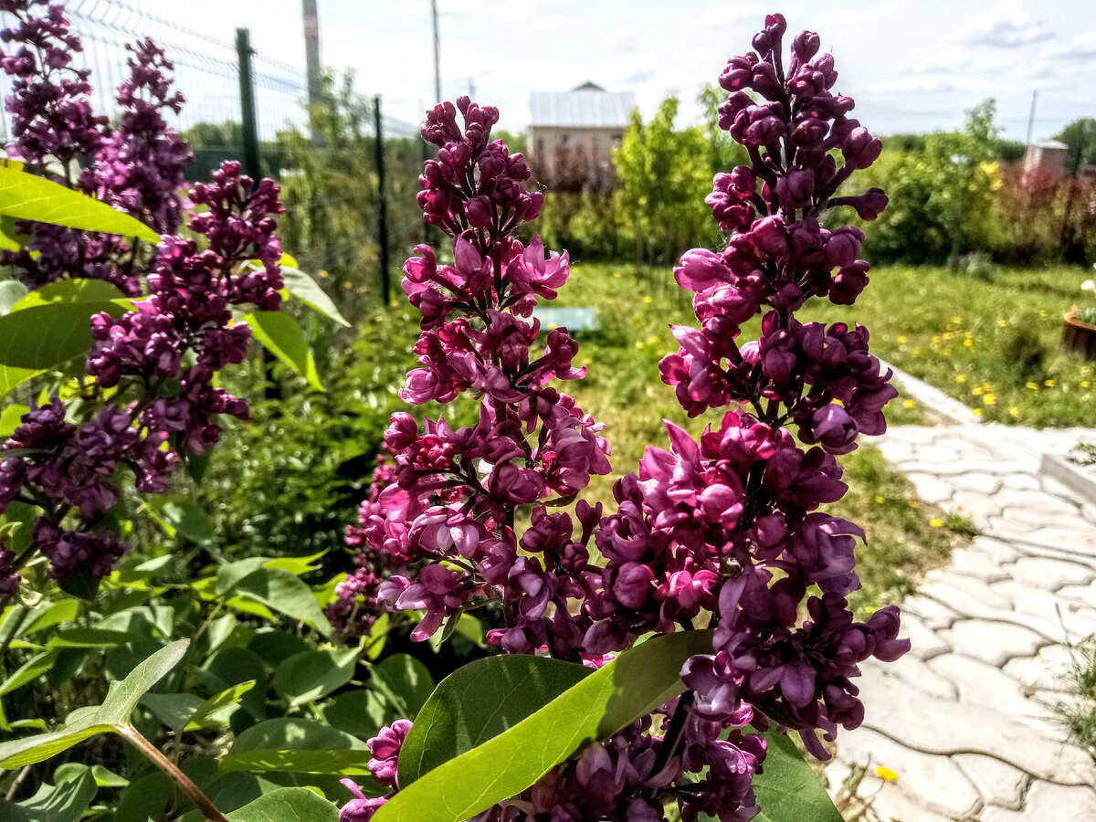 Сирень Шарль Жоли фото и описание