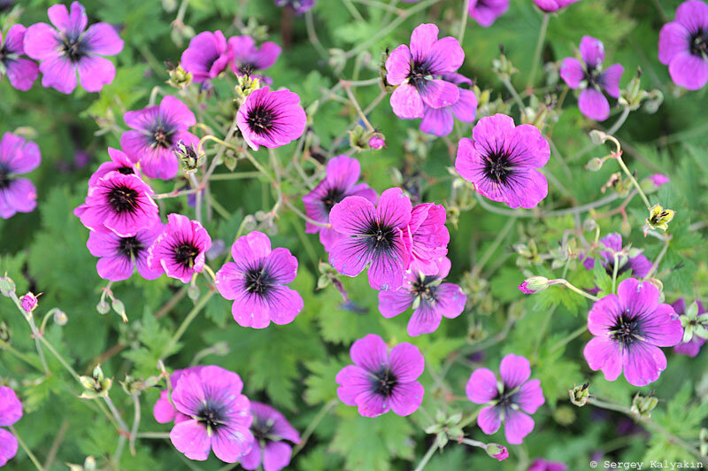 Герань Dragon Heart