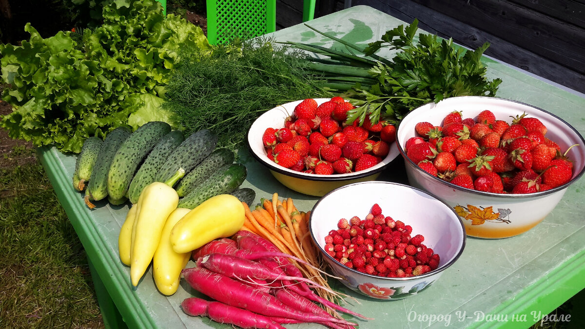Мой первый урожай в 2016 году