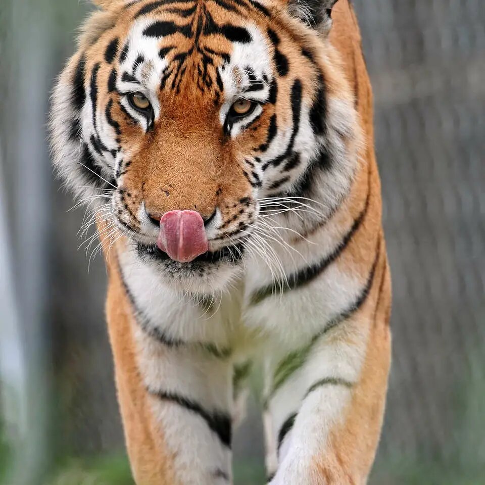 Тигр фото из интернета