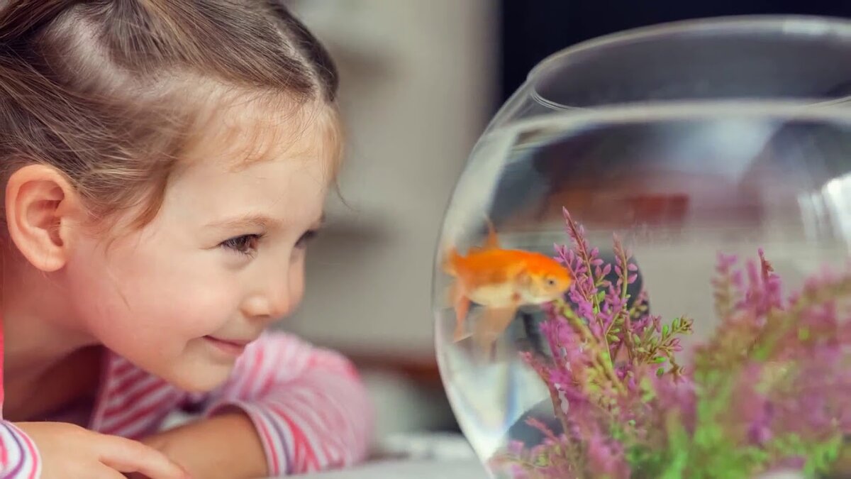 Как управлять стрессом у аквариумных рыб