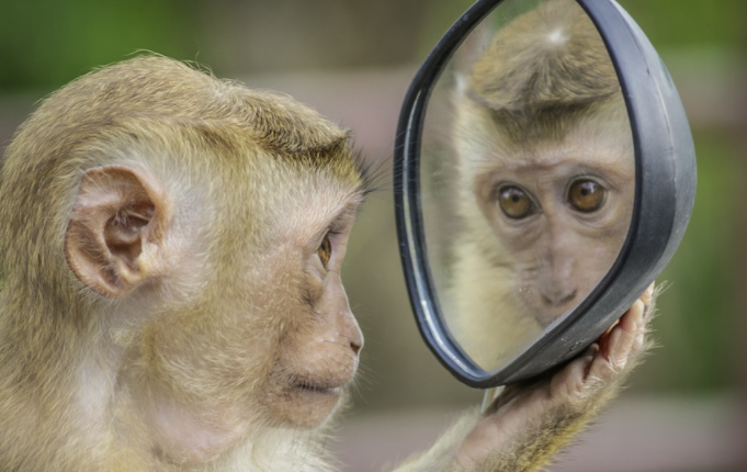   Видеть себя в зеркале во сне/pixabay.com