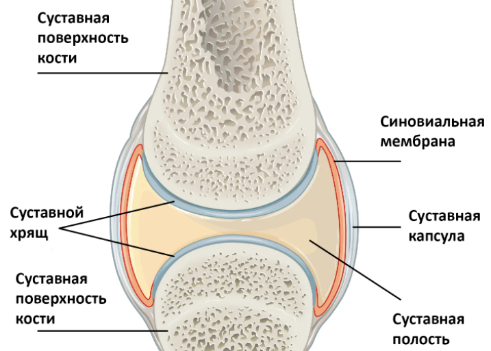 Энциклопедия - Кости и суставы