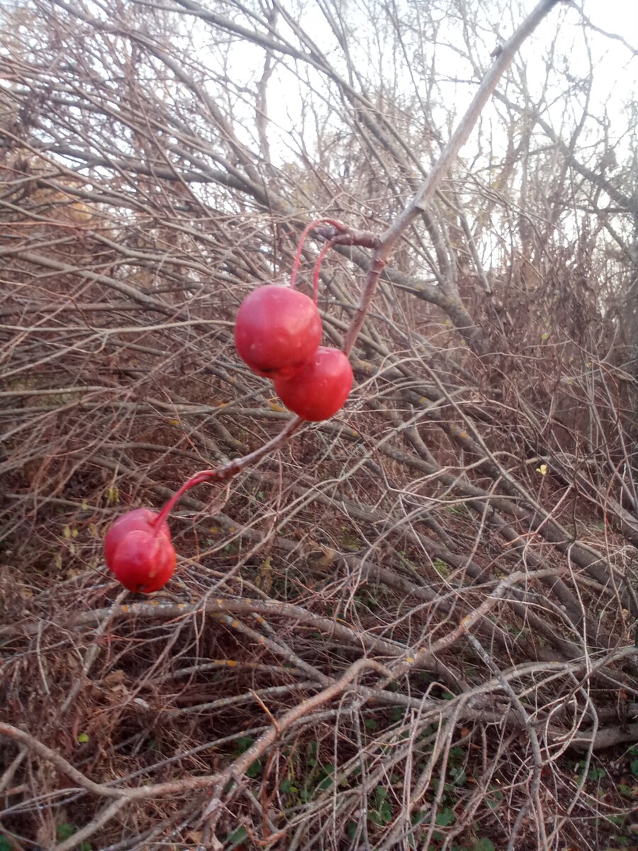 Дичок при спуске к болоту