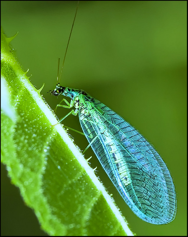 Так выглядит златоглазка-красавица.
