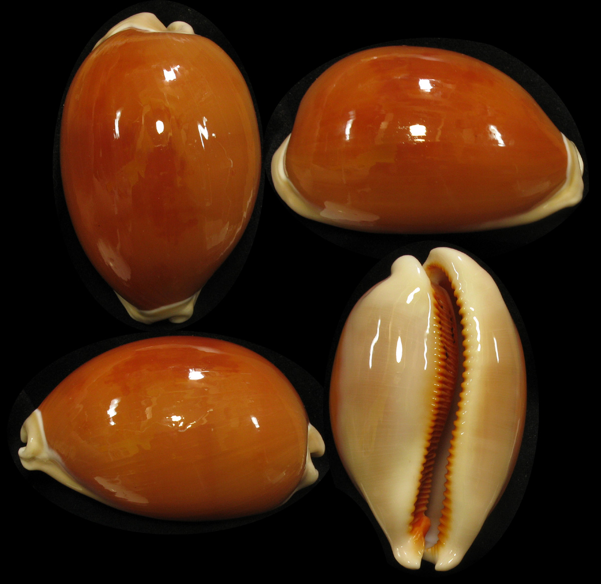 Раковины Каури