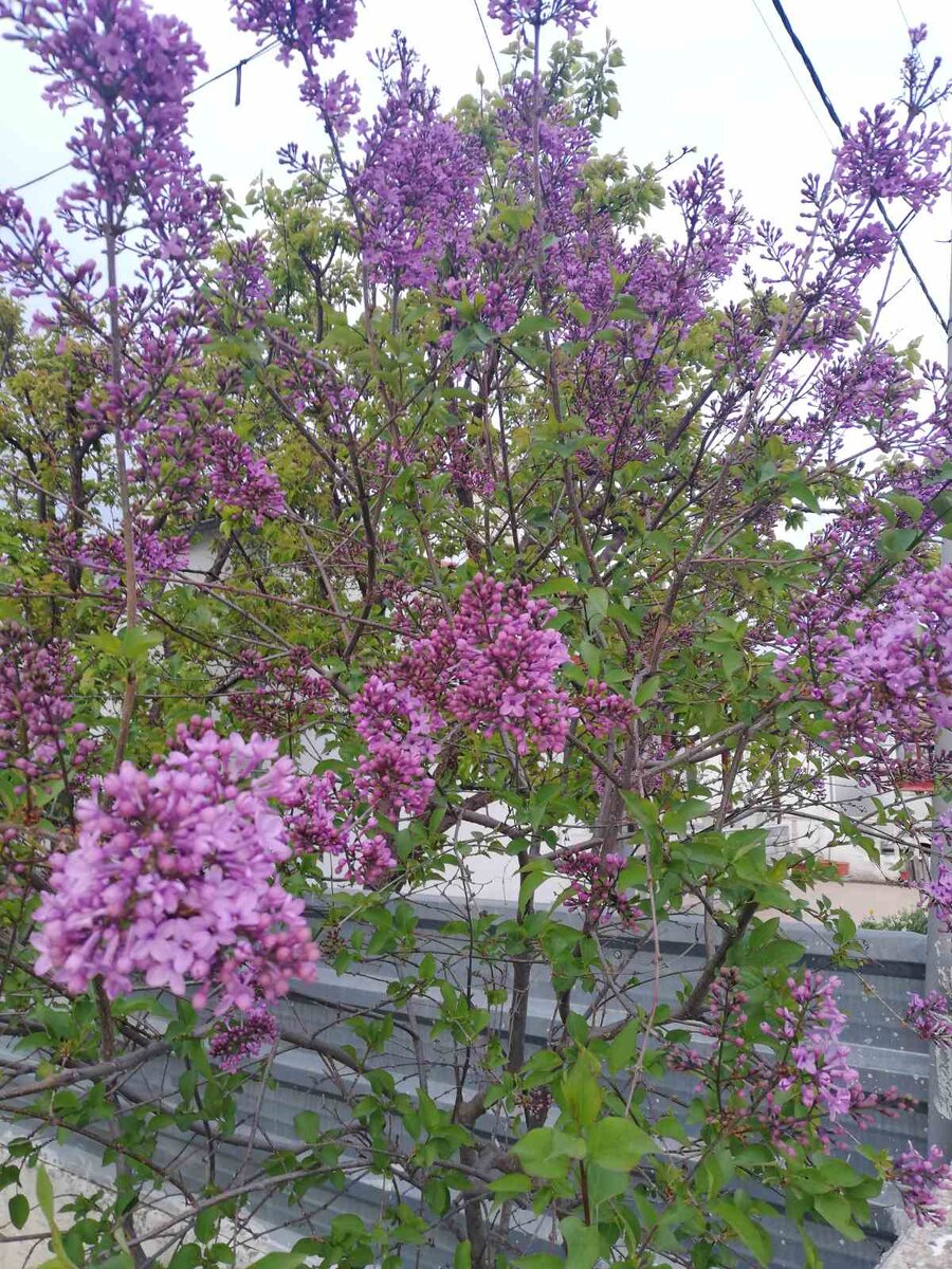 Моя любимая сирень вам на страничку!