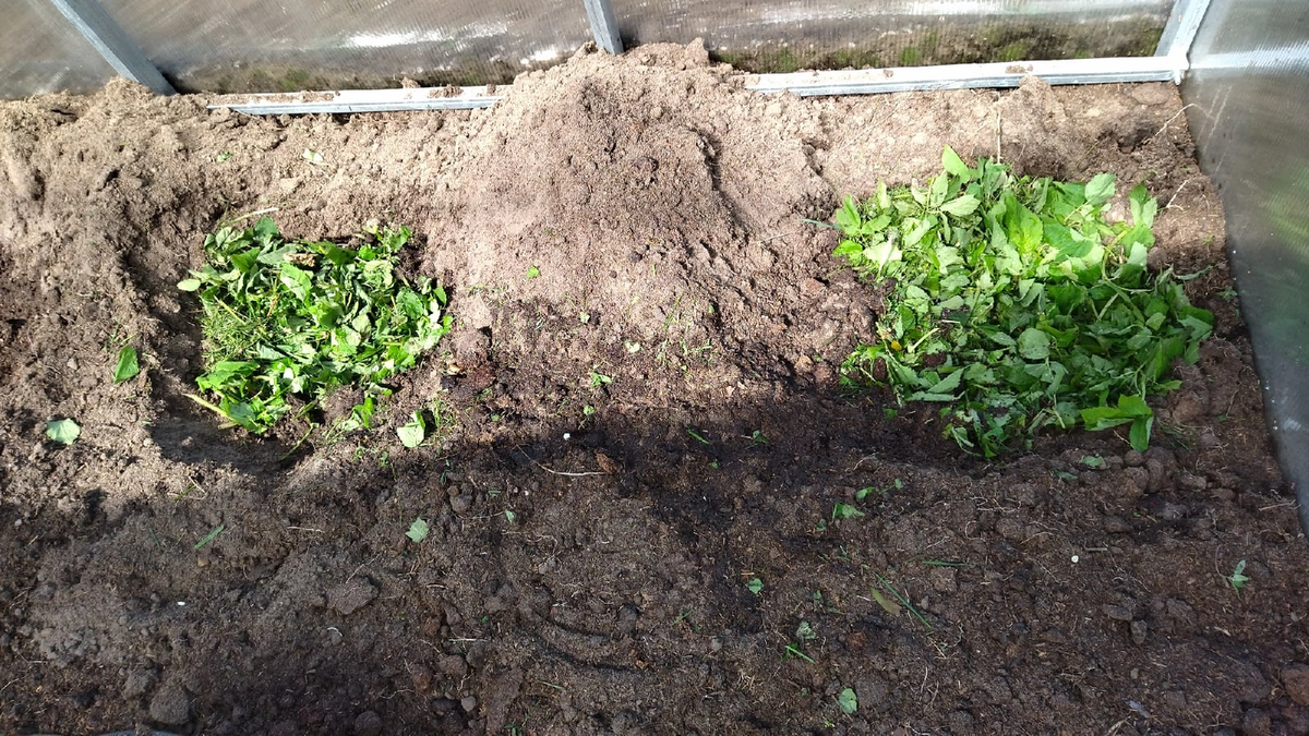 Посадка огурцов и томатов в пакеты. Фото автора