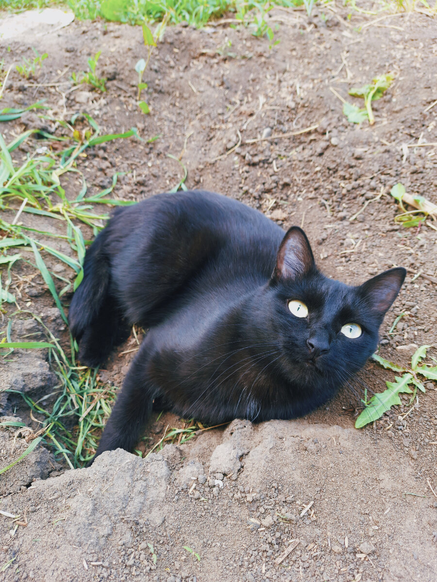 На фотографии изображена моя кошка Лиса