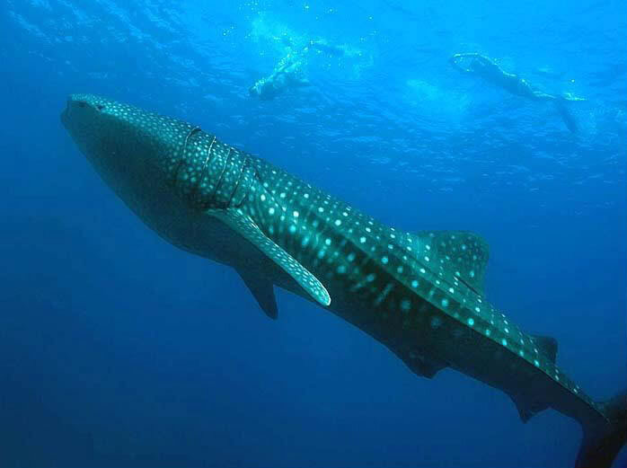  КИТОВАЯ АКУЛА (Rhincodon typus) Китовая акула (Rhincodon typus) – самая большая рыба из ныне обитающих на просторах мирового океана.