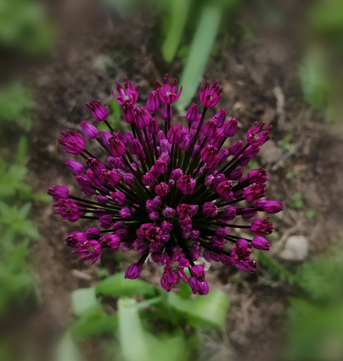 Лук красивенький Allium bellulum Prokh