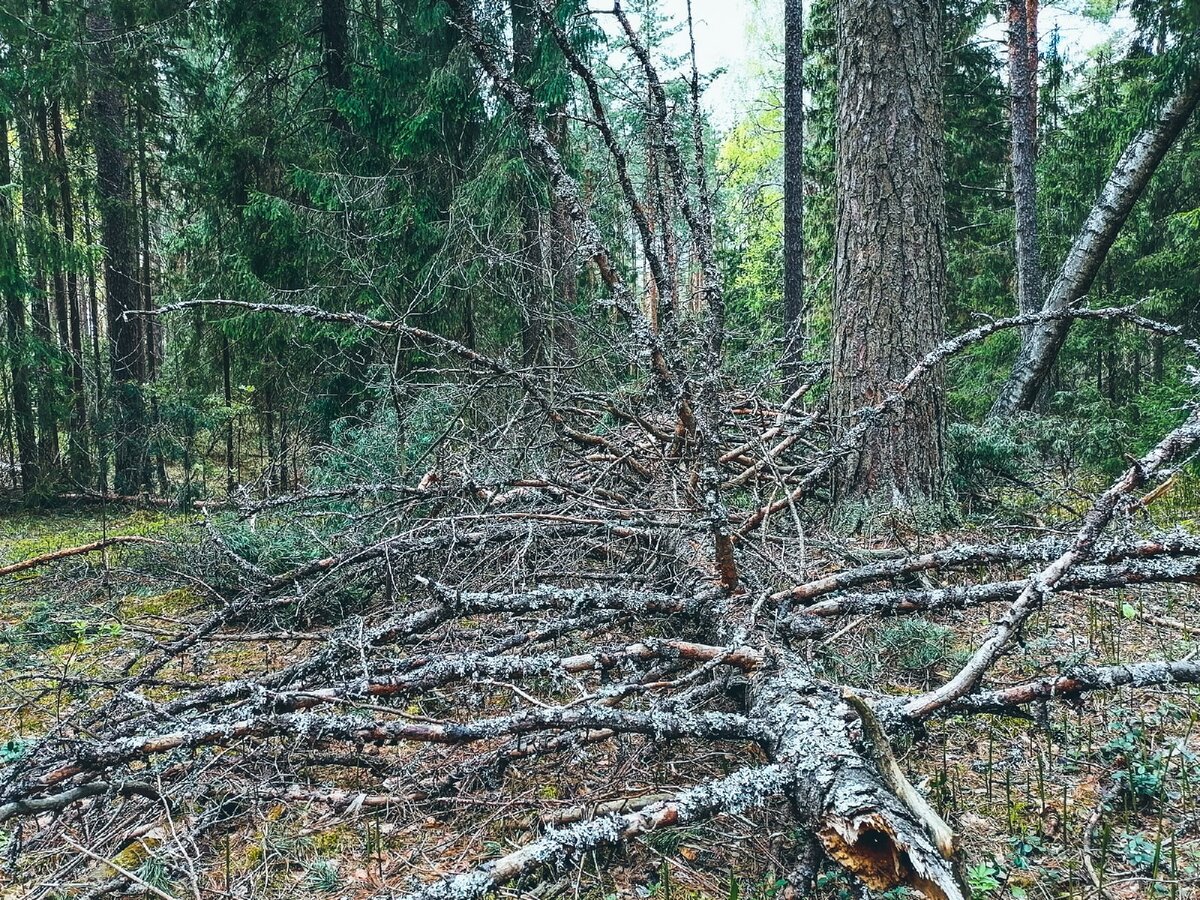 Охрана жизни учащихся в лесу