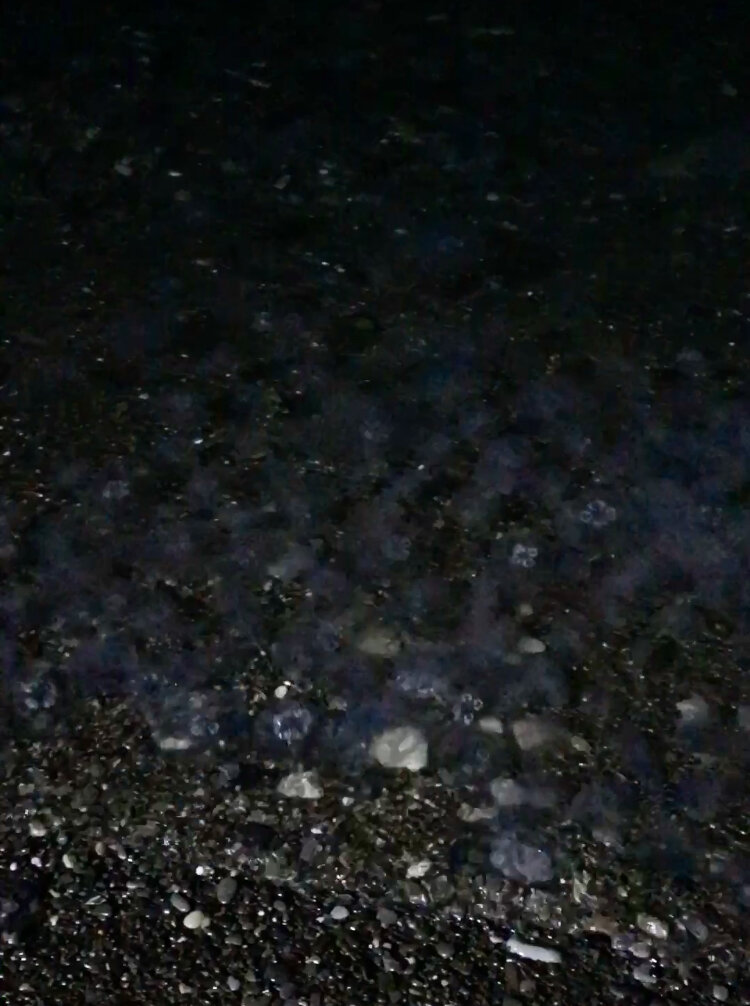 Чёрное море Сочи медузы