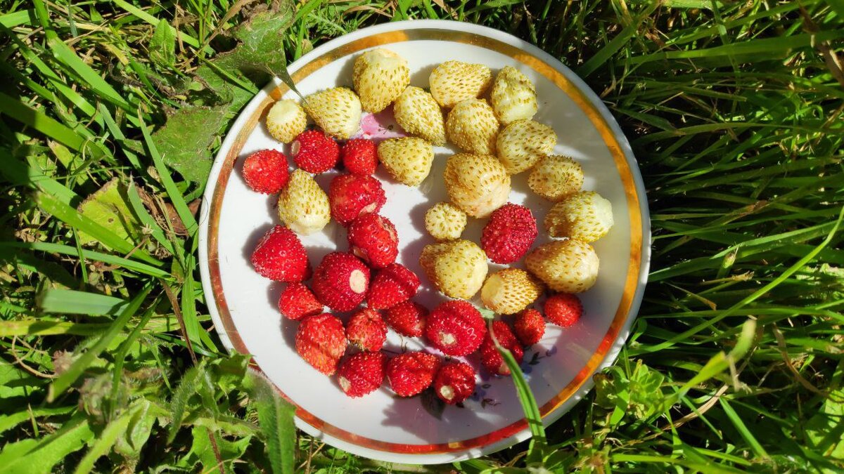 Тут два сорта - Барон Солемахер (красная) и Ананасная (белая). В статье использованы фото автора