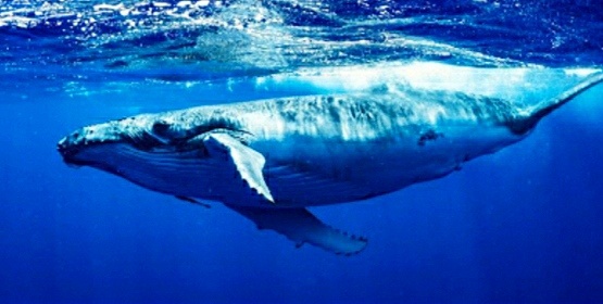 Только как он туда заберётся