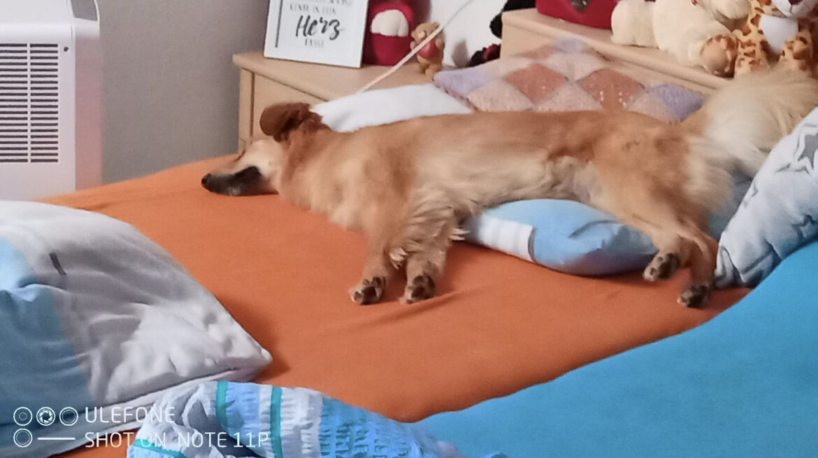 Лисёнка - очеловечилась