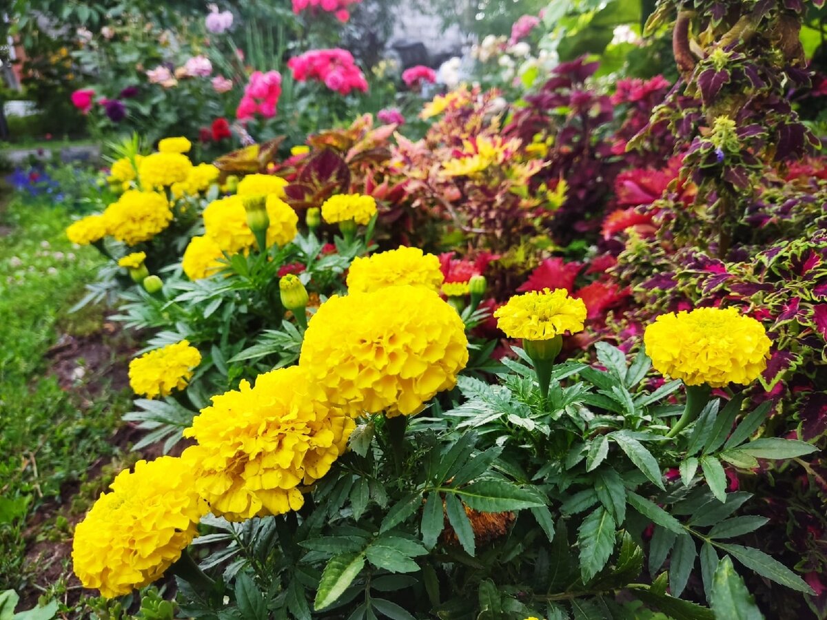 Бархатцы, сорт Antigua Yellow.