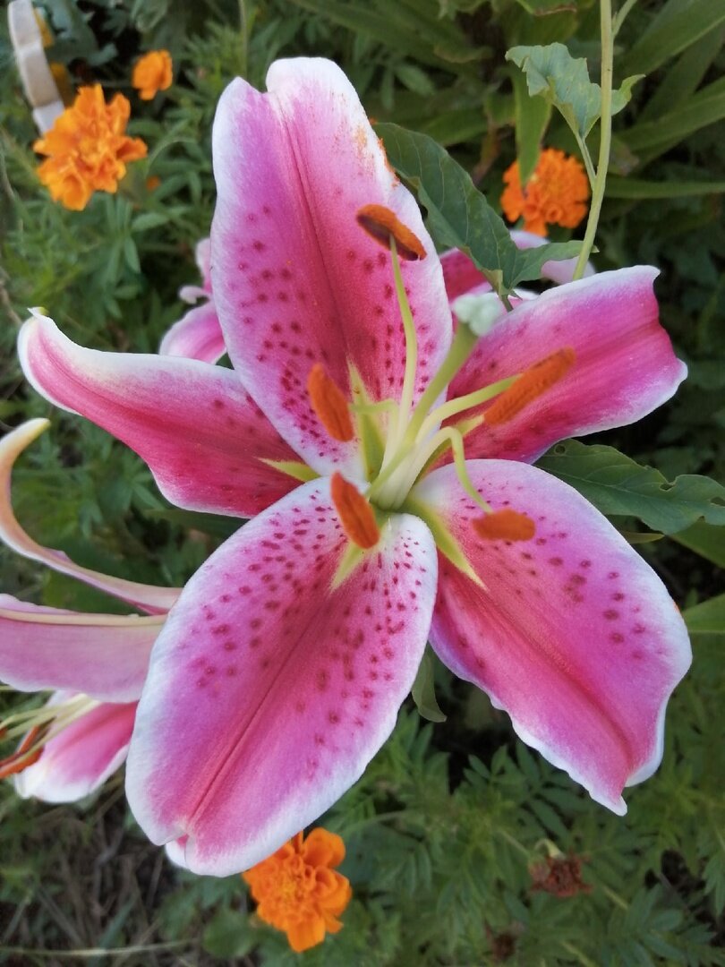 поздно зацвели, заместо июн в августе, но лучше поздно, чем никогда.