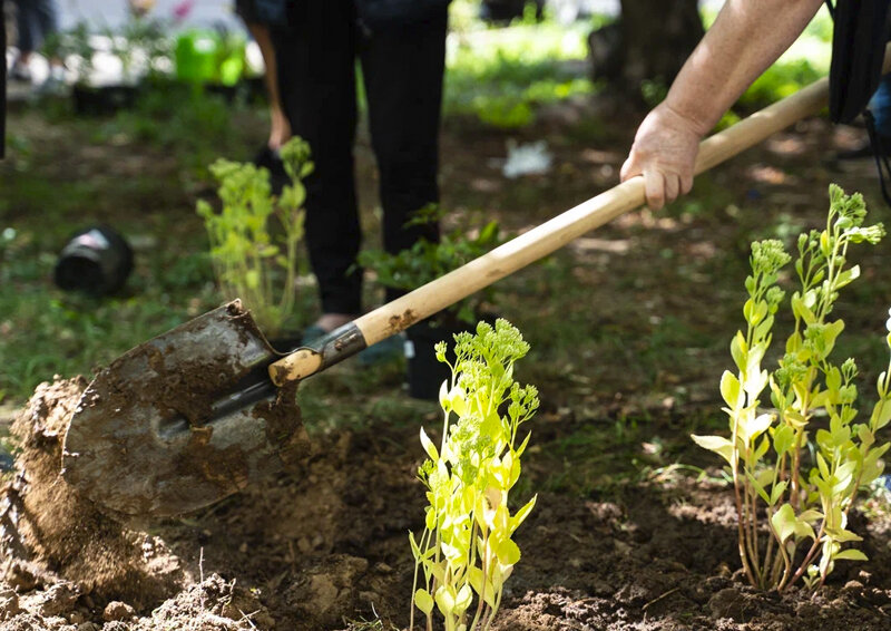    «Новые люди» посадили цветы в московских дворах
