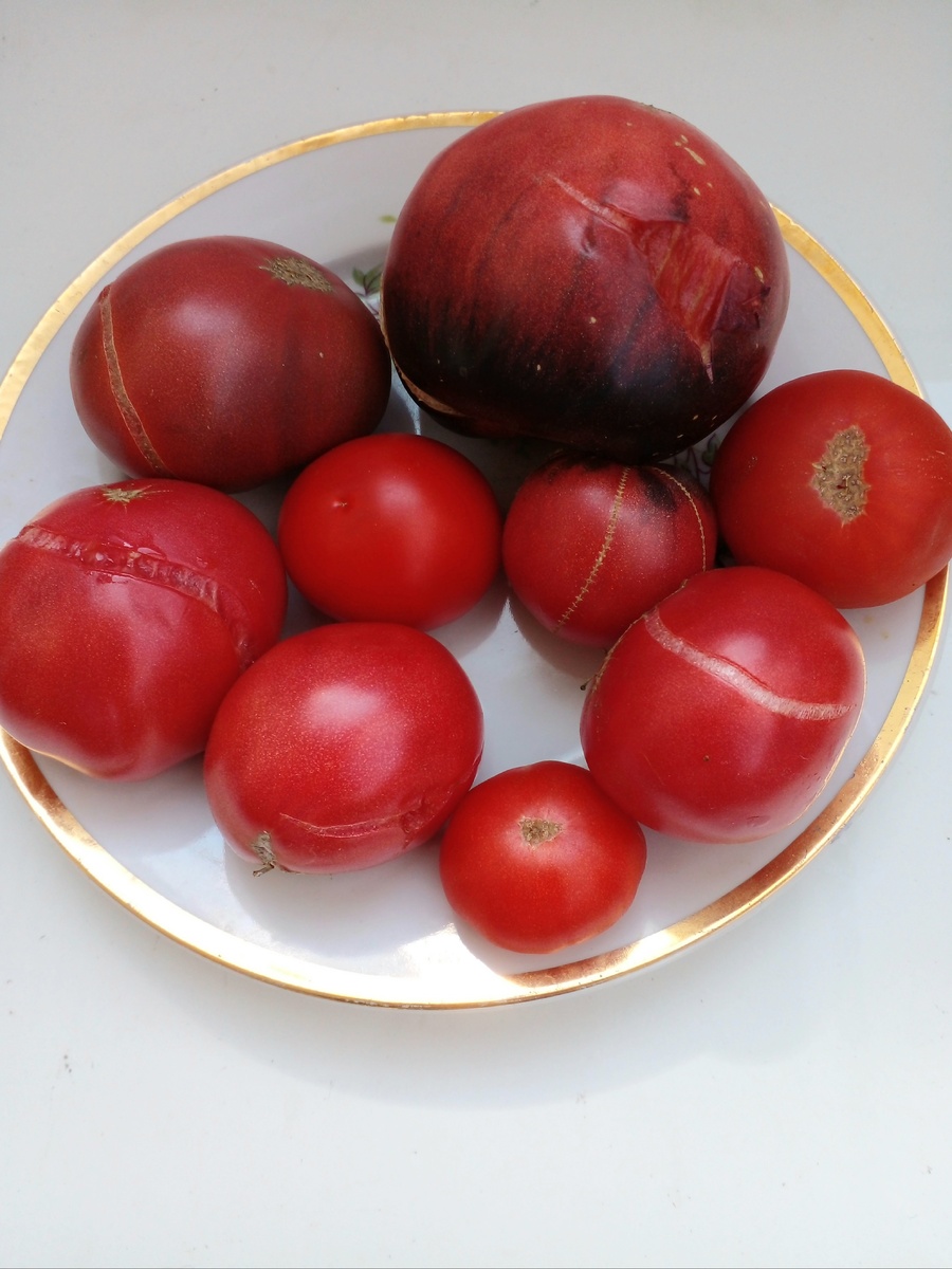    Выбираем переспелые и некондиционные томаты