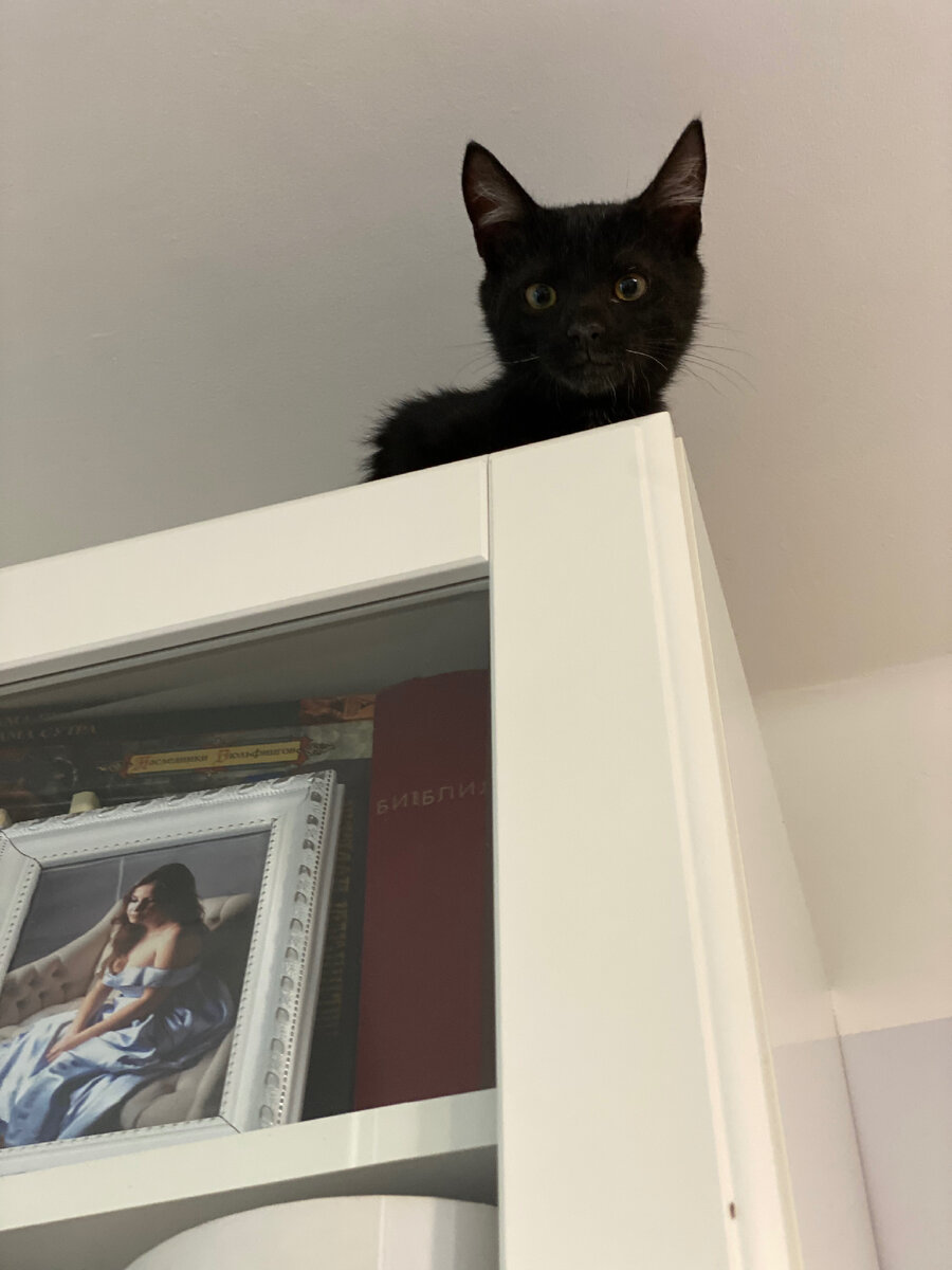 Забрался, вот, на тут шкаф, на который другие коты не залезали 