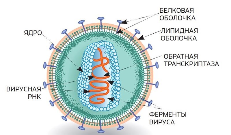 Вирусы и бактерии: что лишнее и почему? Научные факты и объяснения