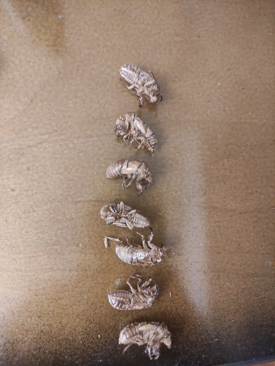 Наша маленькая армия цикад.