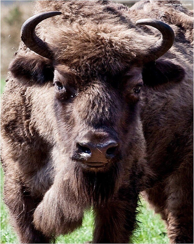 Взято отсюда https://cdn.fishki.net/upload/post/201506/08/1559470/4_original4-189.jpg