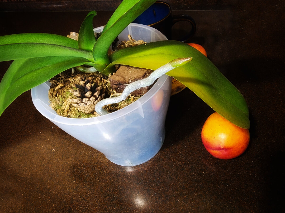 Этот лист желтый с зимы, но об этом позже